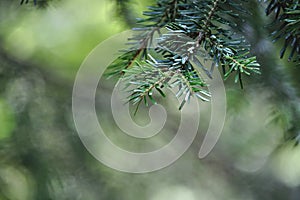 Silver fir green foliage