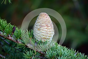 Silver Fir Immature Cone