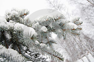 Silver fir-tree branch