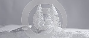 Silver fir trees on snow