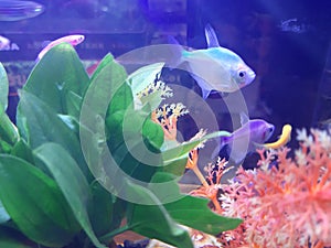 Silver fish in the aquarium With green leaf background White coral mixed with orange.