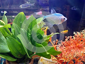 Silver fish in the aquarium With green leaf background White coral mixed with orange.