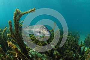 Silver fish among brown seaweeds