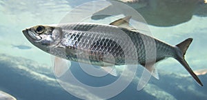 Silver fish with fins swimming in sea water