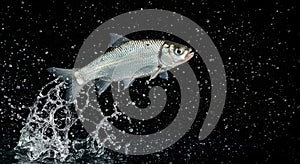 Silver Fish Leaping Water Splashes Dark Background A single silver fish leaps from dark water creating dynamic splashes and