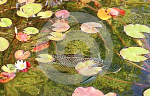 A silver fish in a pond