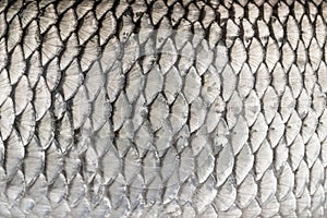 Silver fish scales. Skin texture of chub. Fishing camouflage pattern photo