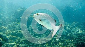 Silver fish swimming in australia