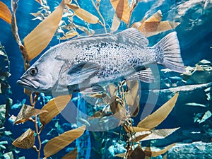 Silver fish in water aquarium