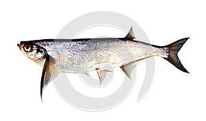 Sabrefish Pelecus cultratus isolated