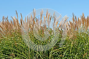 silver flag grass in a close up