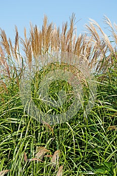 silver flag grass in a close up