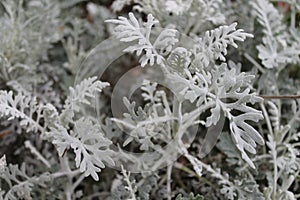 Silver foliage background, backdrop image. Could be Dusty miller silver ragwort, Silver dust or Jacobaea maritima plan