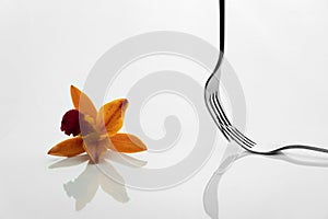 Silver fork for food diner and red orange orchid flower reflection on white background