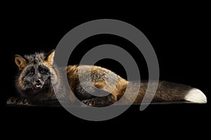 Silver fox on black isolated background