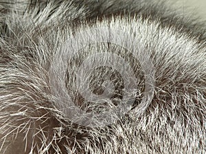 Silver fox fur