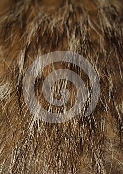 Silver Fox fur for background