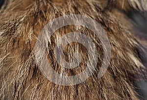 Silver Fox fur for background