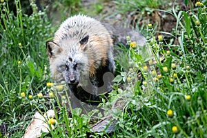 Silver Fox Hunting in Low Grass