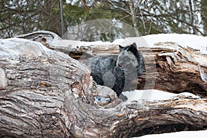 Silver fox hunting prey