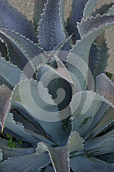 Silver Fox Mangave plamt