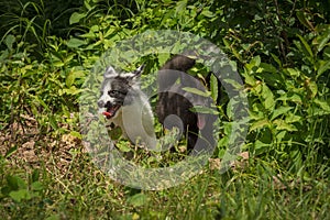 Silver Fox and Marble Fox Vulpes vulpes Looks Out From Weeds