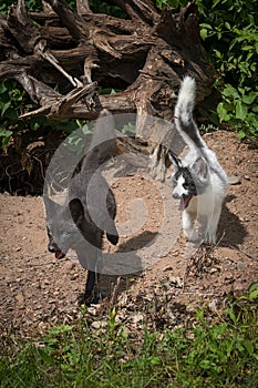 Silver Fox and Marble Fox Vulpes vulpes Tails Up