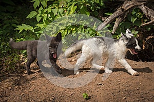 Silver Fox and Marble Fox Vulpes vulpes Trot in Line