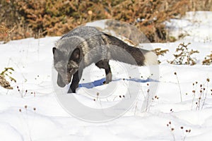Silver fox on prowl