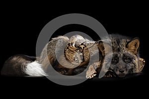Silver fox and snake on black isolated background