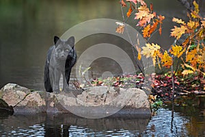 Silver Fox Vulpes vulpes Balances on Rock at Edge of Island Looking Out Autumn