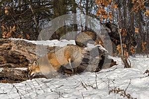 Silver Fox Vulpes vulpes Chases After Amber Phase Red Fox Winter