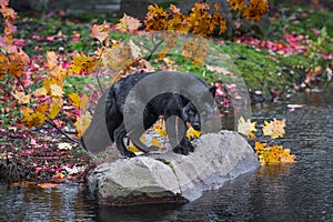 Silver Fox Vulpes vulpes Head Down Atop Rock Autumn