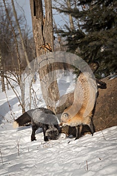 Silver Fox Vulpes vulpes Jumps Down Next to Silver Fox Winter