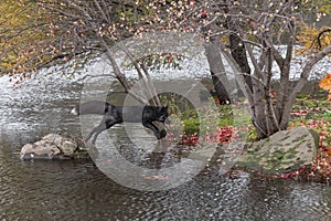 Silver Fox (Vulpes vulpes) Leaps From Rock to Island Autumn