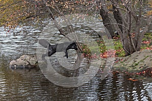 Silver Fox (Vulpes vulpes) Leaps From Rock to Island Autumn