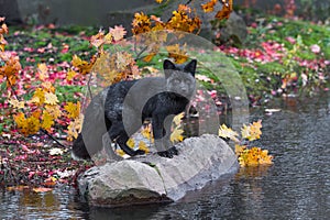 Silver Fox Vulpes vulpes Looks Out From Atop Rock Autumn