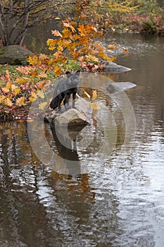 Silver Fox (Vulpes vulpes) Looks Out From Rock Reflected Autumn