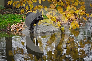 Silver Fox Vulpes vulpes Looks Right From Atop Rock Autumn