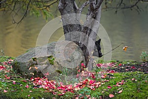 Silver Fox Vulpes vulpes Peeks Out from Behind Tree Autumn