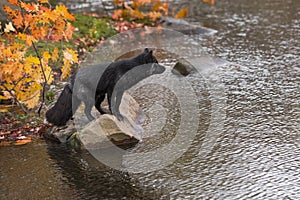 Silver Fox (Vulpes vulpes) Stands Facing Right on Rock Looking Out Autumn