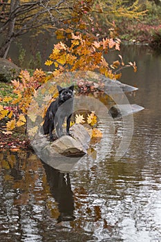 Silver Fox (Vulpes vulpes) Stands on Rock Reflected Nose Up Autumn