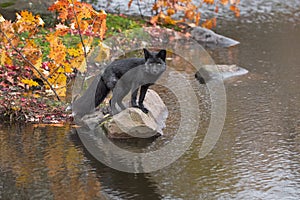 Silver Fox Vulpes vulpes Stands on Rock Staring Out Autuman