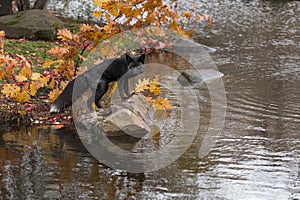 Silver Fox (Vulpes vulpes) Stares Out From Rock Sideways Autumn