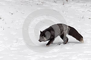 Silver Fox (Vulpes vulpes) Steps Left Nose Down Winter