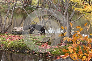 Silver Fox Vulpes vulpes Trots Along Length of Island Autumn