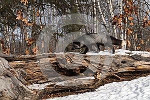 Silver Fox Vulpes vulpes Trots Left Along Top of Log Winter