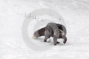 Silver Fox (Vulpes vulpes) Turn and Step in Snow Winter