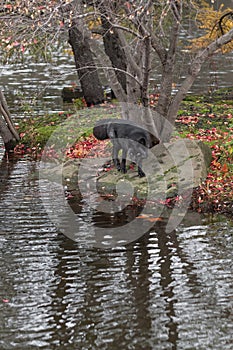 Silver Fox (Vulpes vulpes) Turns and Looks Down at Water From Rock Autumn