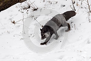 Silver Fox (Vulpes vulpes) Walks Down Embankment Eyes Up Winter